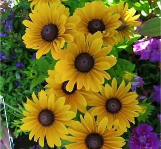 Aparrtment شقة بورغاس